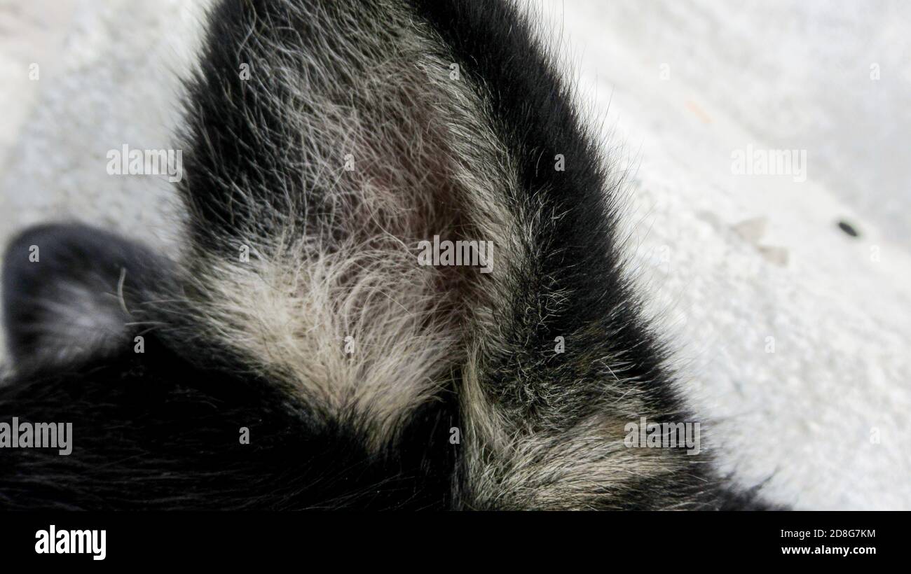 Nahaufnahme eines haarigen süßen weiß-gelben Hundeohrs Stockfoto
