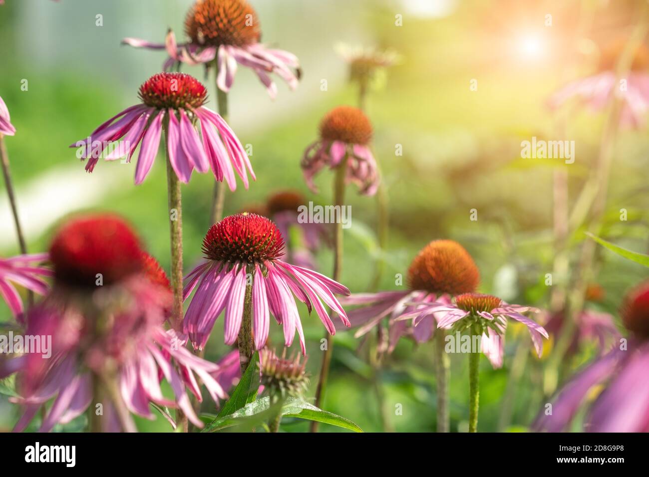 Nahaufnahme von Echinacea Purpurea im Garten. Medizinische Blume zur Verbesserung der Immunität. Selektiver Fokus - Bild Stockfoto