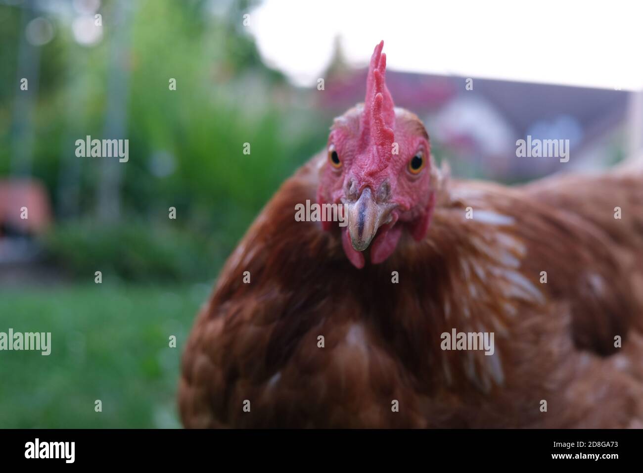 Nahaufnahme Porträt einer einzelnen niedlichen Rotfeder Henne suchen Die Kamera Stockfoto