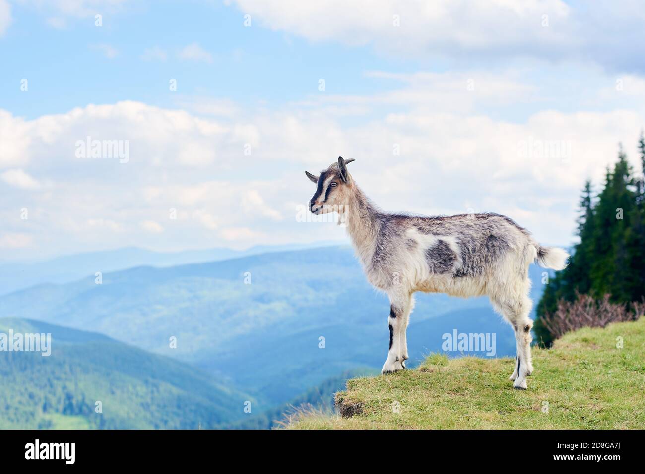 Felsige Bergziege Stockfotos Und Bilder Kaufen Alamy