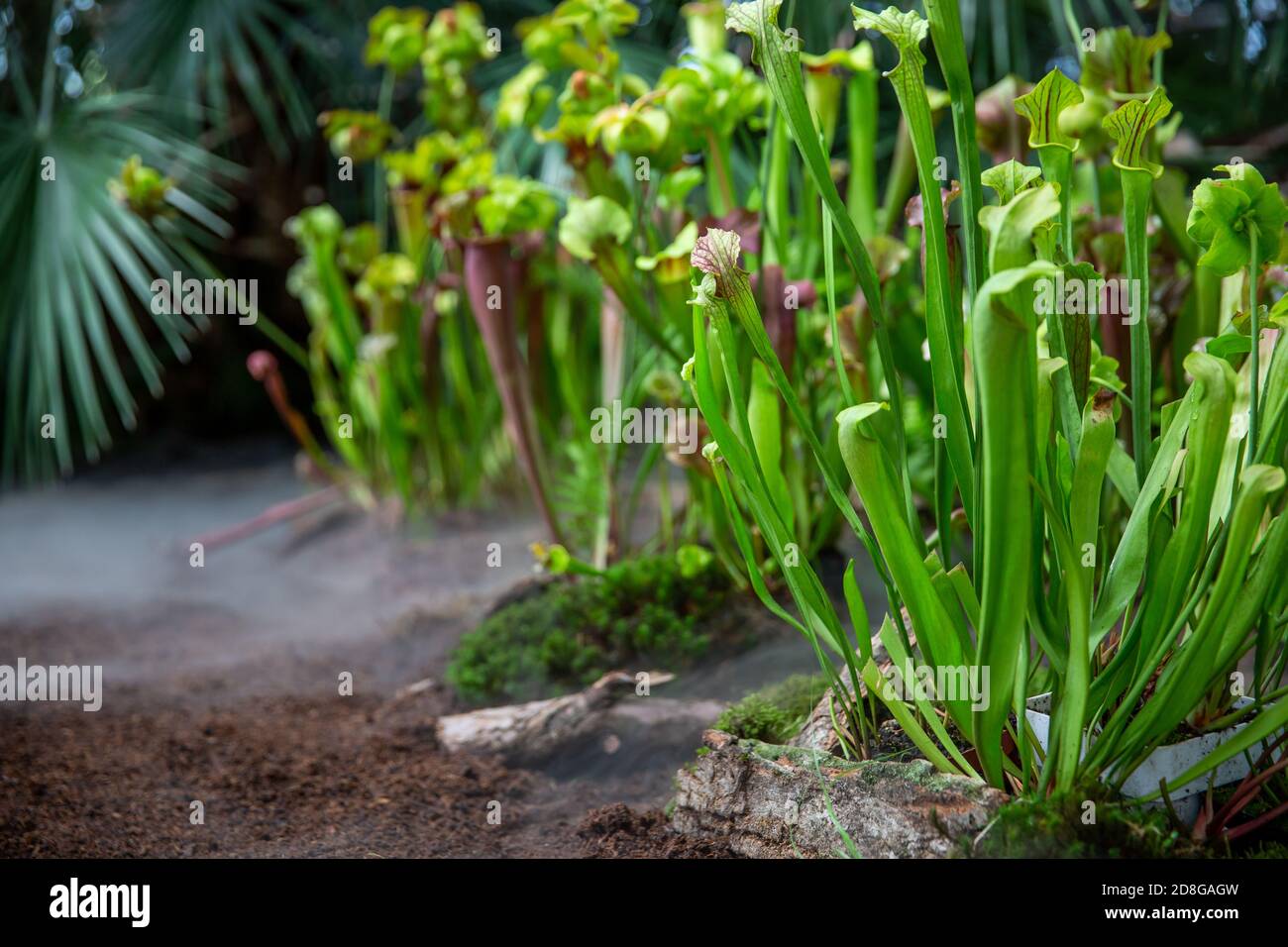 Sehr seltene fleischfressende Pflanzen im regnerischen Dschungel mit morgendlichem Bodennebel oder Nebel, Pflanzenwissenschaft Stockfoto