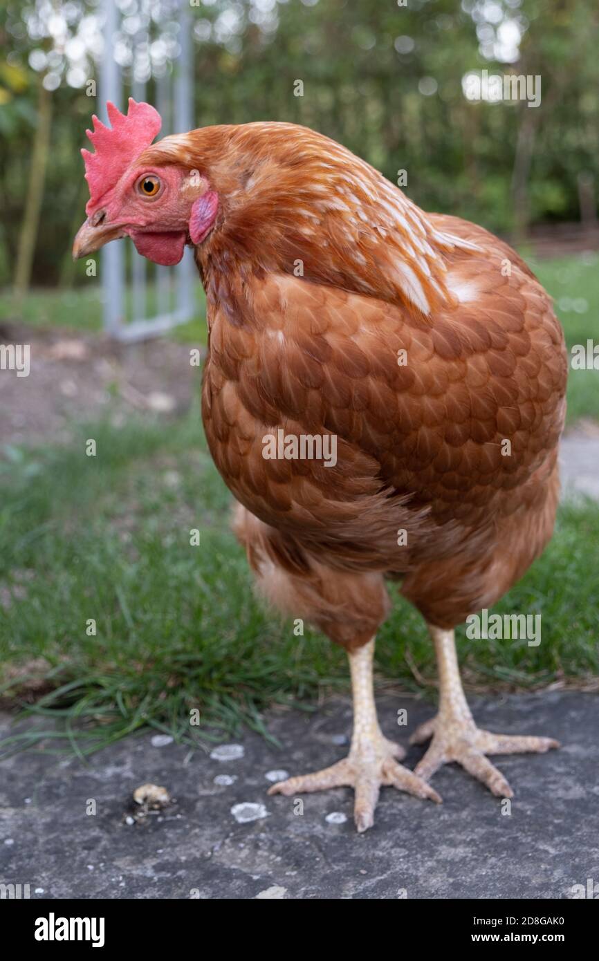 Nahaufnahme vertikales Porträt einer einzelnen niedlichen Rotfeder Henne in Ein Hof Stockfoto