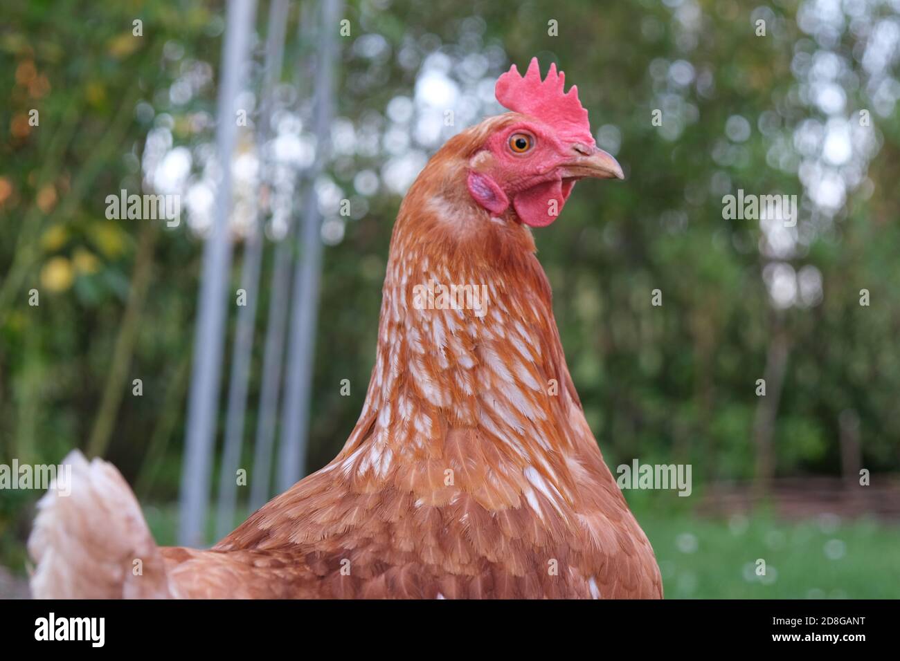Nahaufnahme Porträt einer einzelnen niedlichen Rotfeder Henne in einem Hof Stockfoto