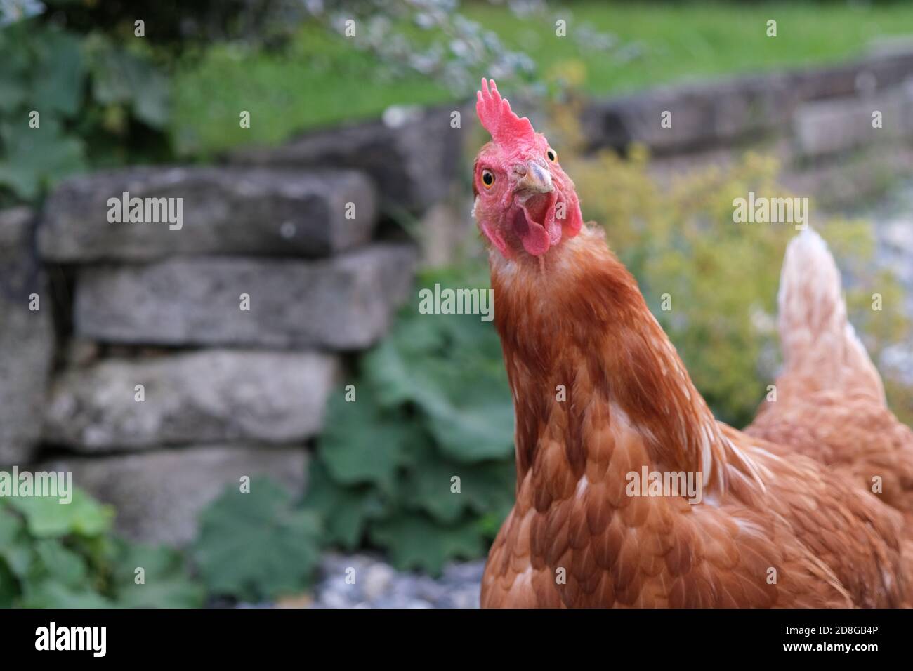 Nahaufnahme Porträt einer einzelnen niedlichen lustigen Rotfeder Henne in Ein Bauernhof Stockfoto