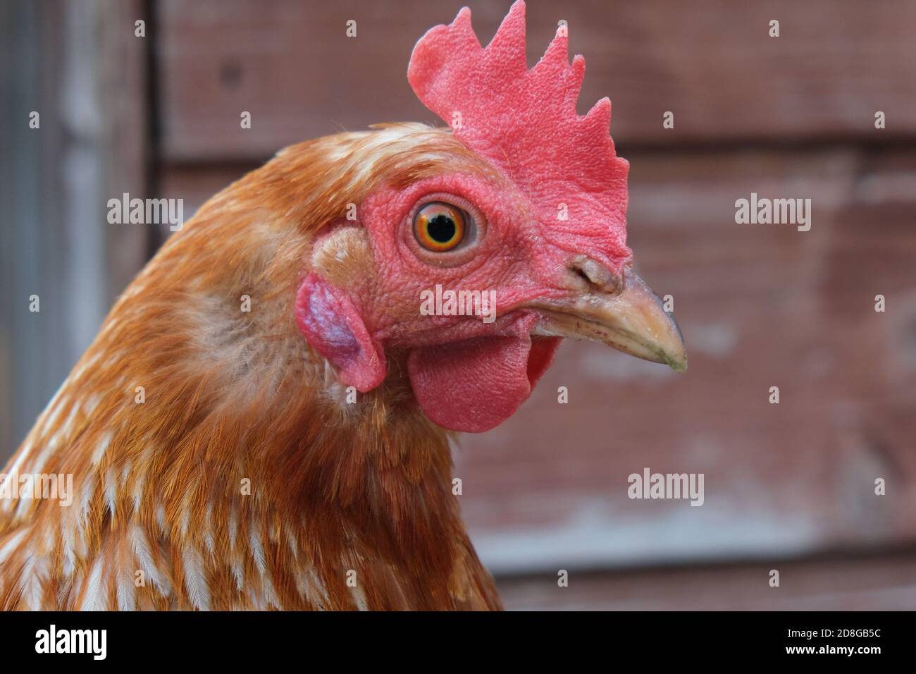 Nahaufnahme Porträt einer einzelnen niedlichen Rotfeder Henne in einem Hof Stockfoto