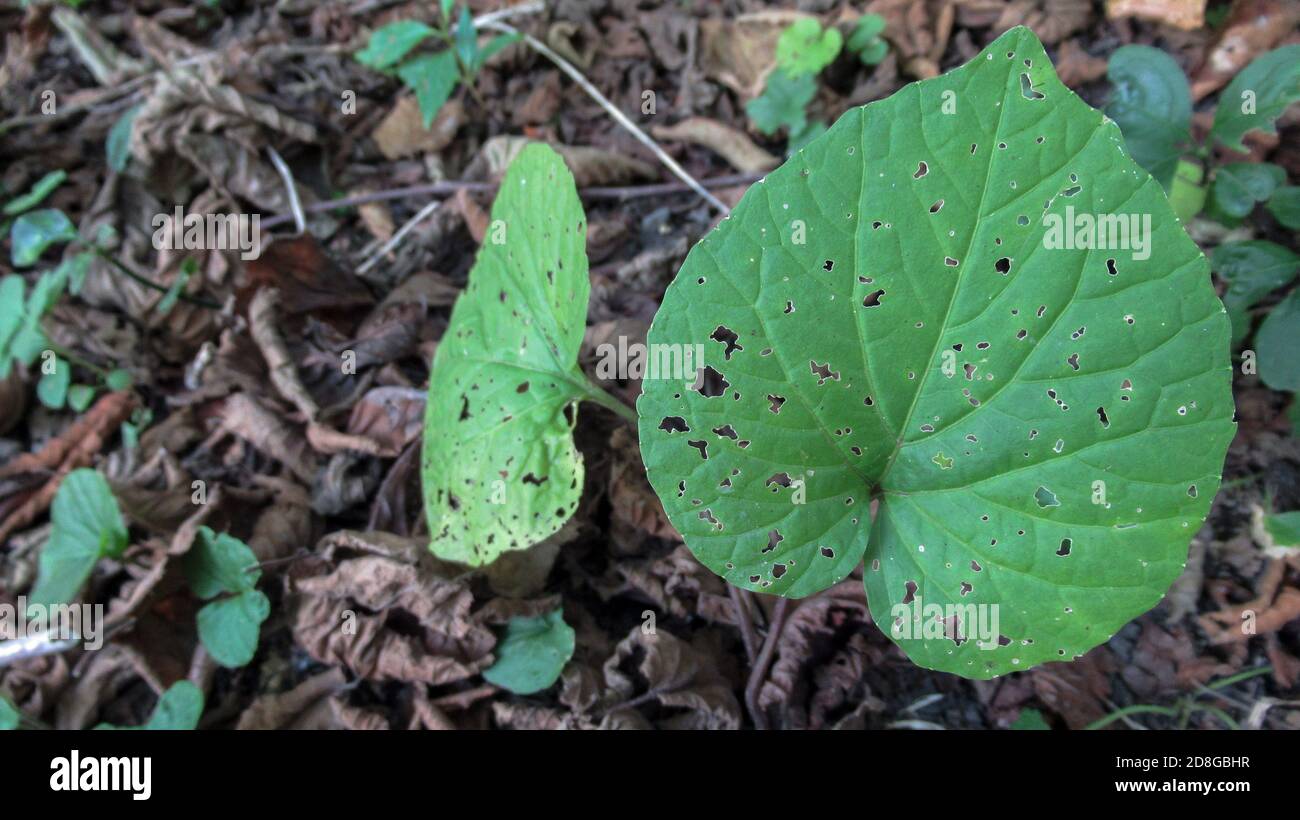 Nahaufnahme einer grünen Pflanze Blätter mit Loch darauf. Infizierte Pflanze,  Baum Stockfotografie - Alamy