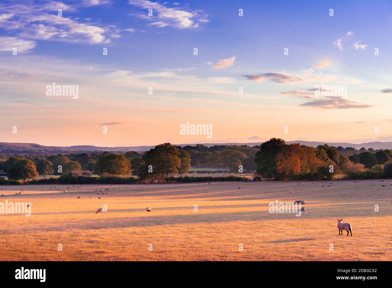 Schafe grasen auf Gras in Abendsonne in einem großen Feld unter den South Downs in West Sussex, England. Stockfoto