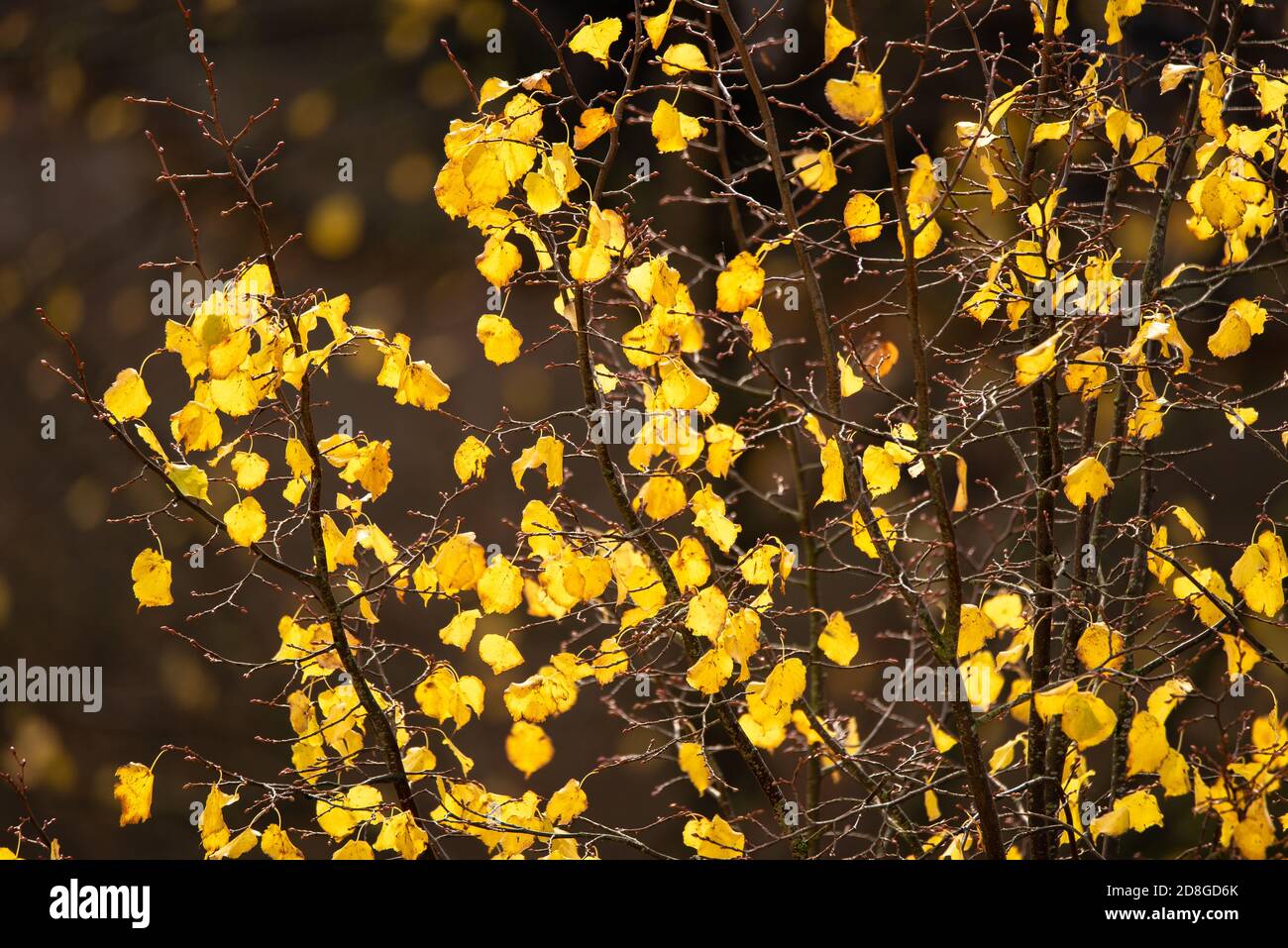 Leuchtend gelbe Herbstblätter auf einem Baum Stockfoto