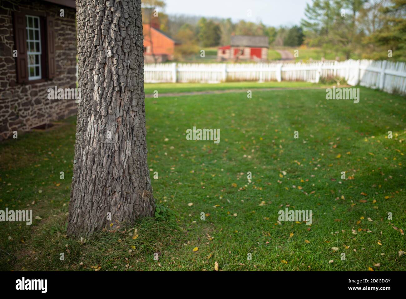 Roah Baumstamm außerhalb der Mitte in grünen Hof mit unfokussierte Kopie Platz. Stockfoto
