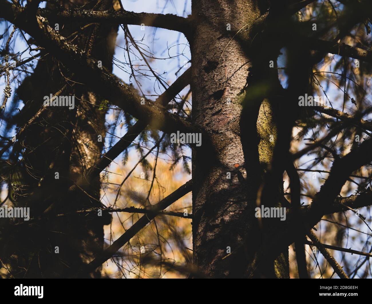 Herbstfoto im Wald. Fotos von Waldbäumen Stockfoto