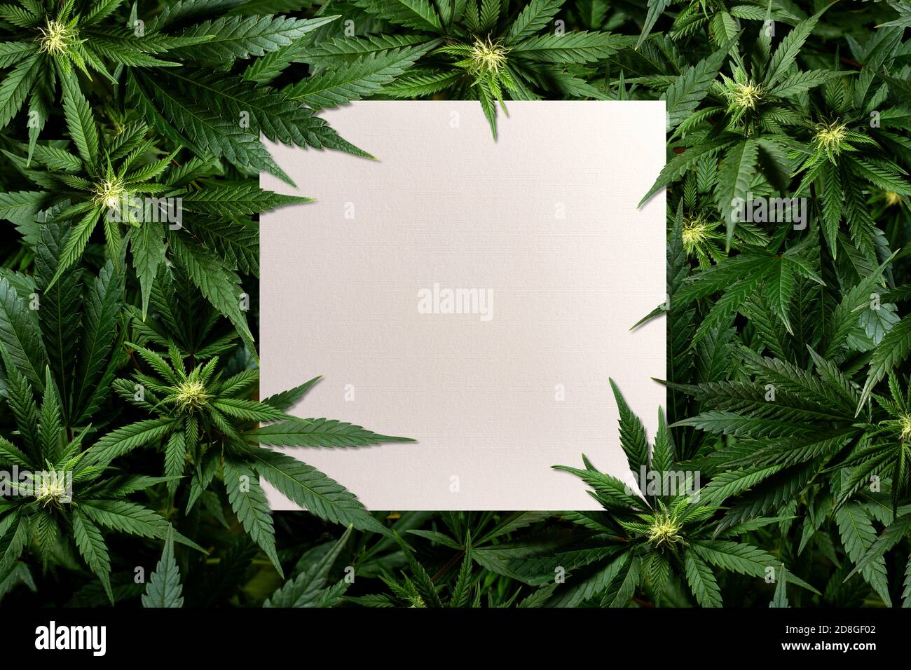 Quadratische Karte zwischen Marihuanapflanzen mit Platz für Text Stockfoto