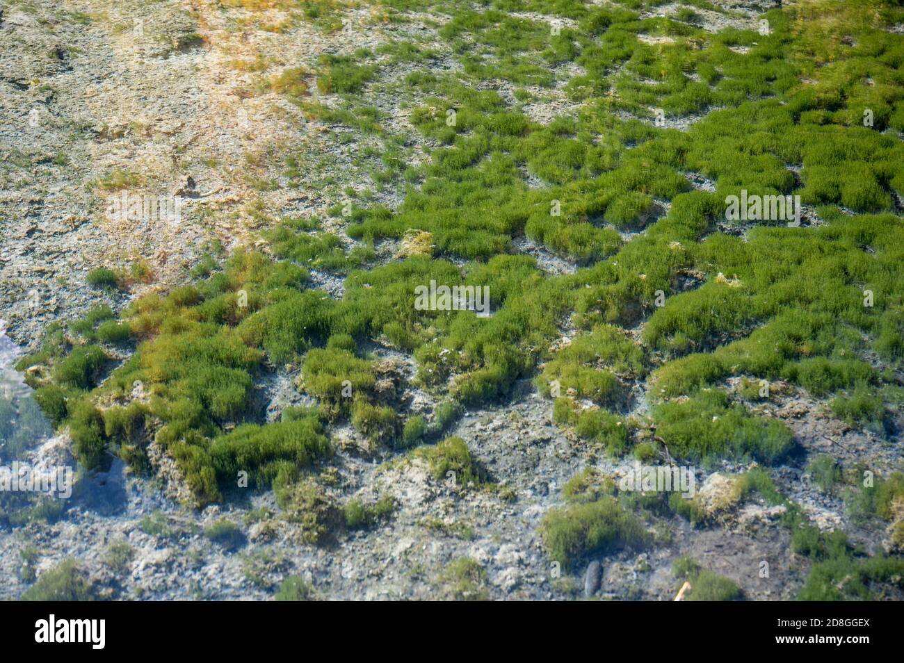 seegröß am Derborenzsee im Wallis Stockfoto