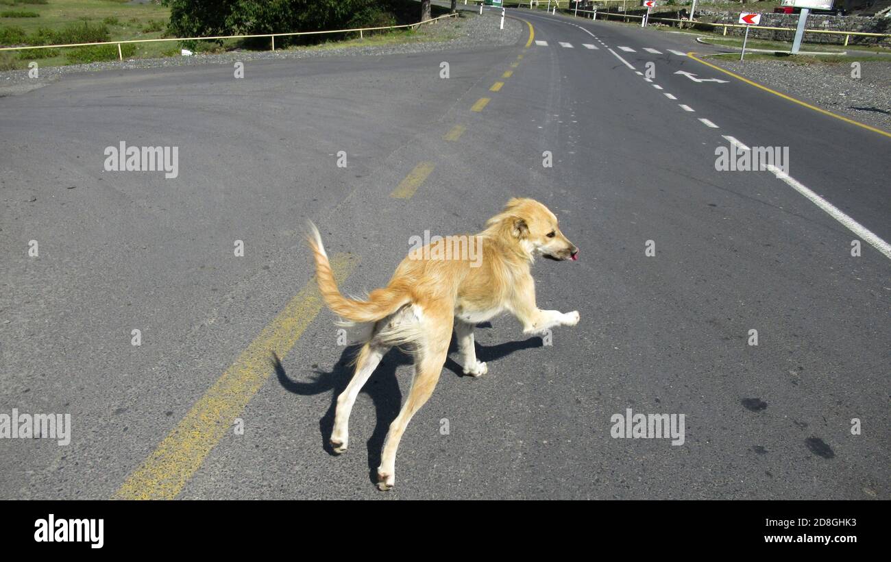 Gelber Einzelhund, der mit ihm auf der Dorfstraße läuft Zunge raus Stockfoto