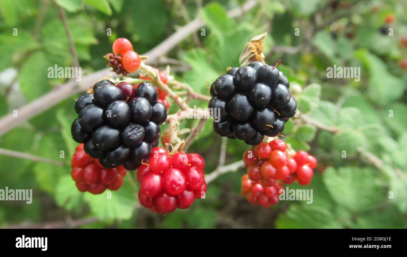 Nahaufnahme von reifen und unreifen wilden Brombeeren, die auf Brombeerbusch wachsen. Stockfoto