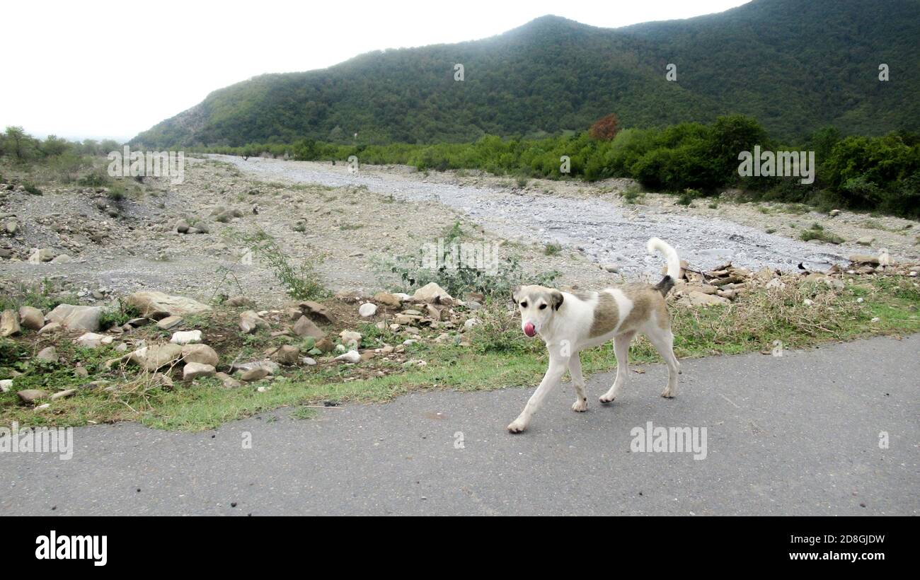 Weiß braun Single Hund zu Fuß auf der Dorfstraße mit Seine Zunge heraus Stockfoto