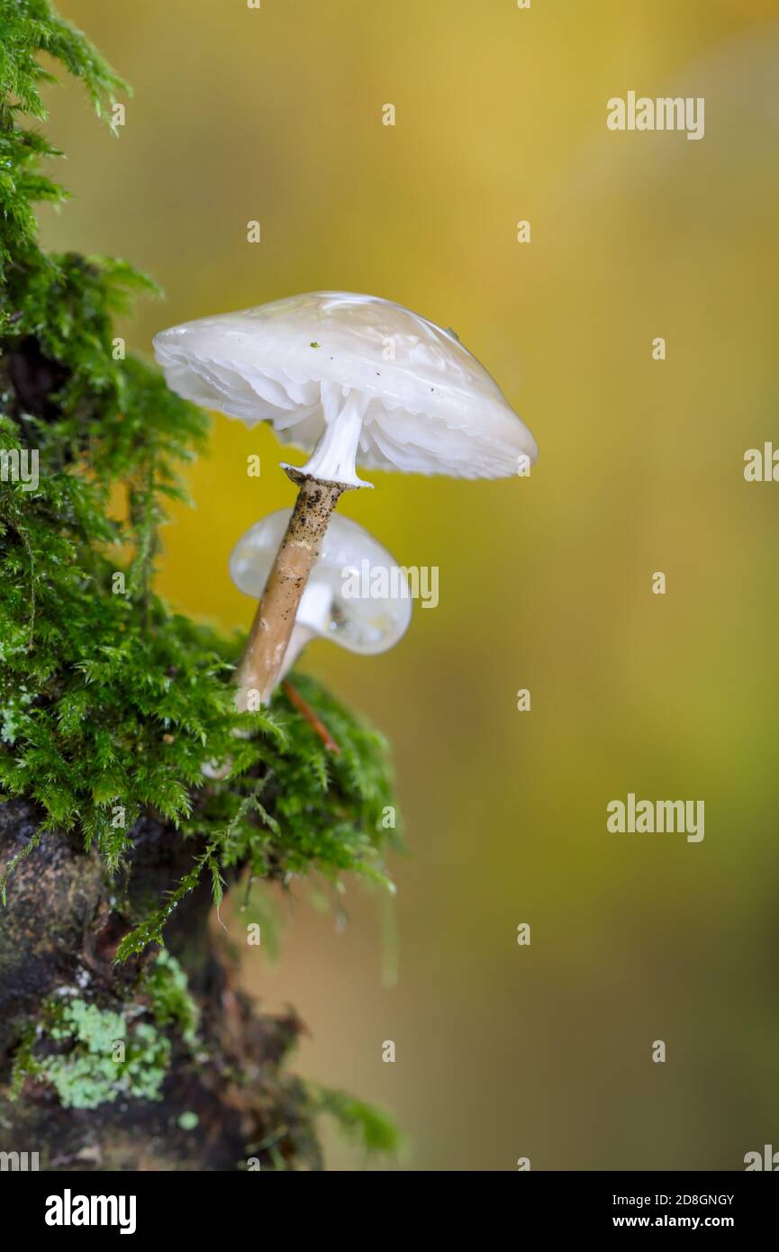 Glitzern, Durchscheinend, Weiß, schleimig, porzellan-Pilz, Oudemansiella mucida, wächst in Moos an der Seite Eines Baumes. VEREINIGTES KÖNIGREICH Stockfoto