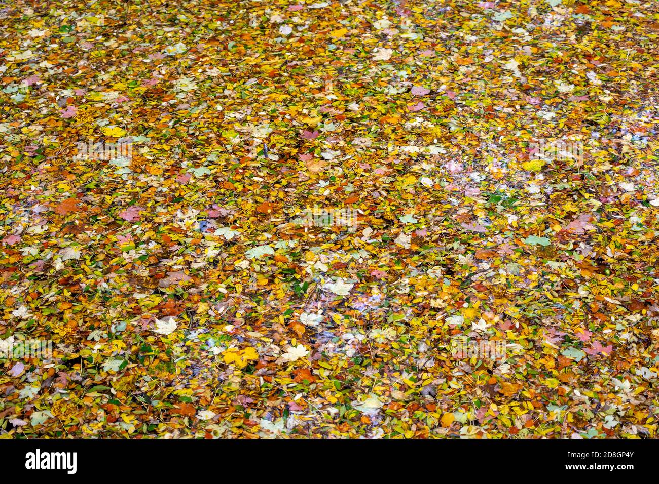 Bunte Blätter, Laub, im Herbst, schwimmen auf der Oberfläche eines Teichs, Stockfoto