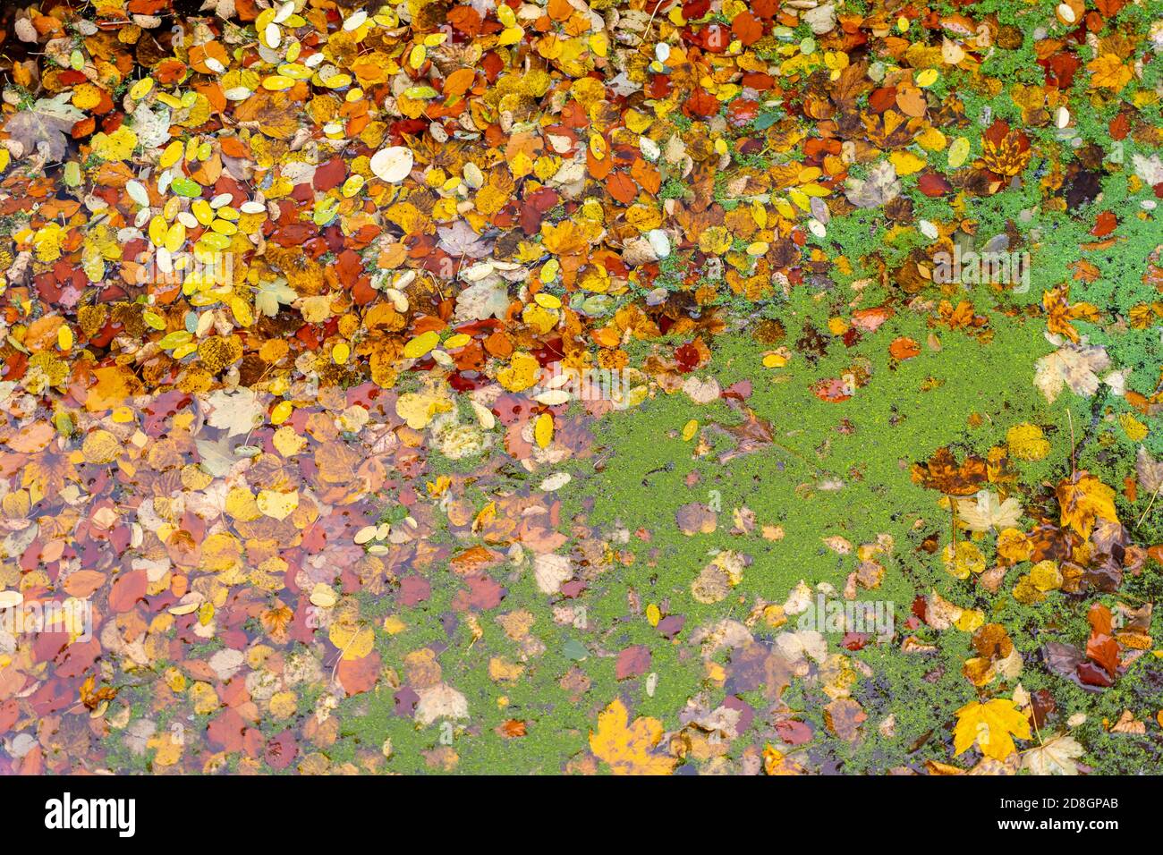 Bunte Blätter, Laub, im Herbst, schwimmen auf der Oberfläche eines Teichs, Entengrütze, Wasserlinsen, Stockfoto