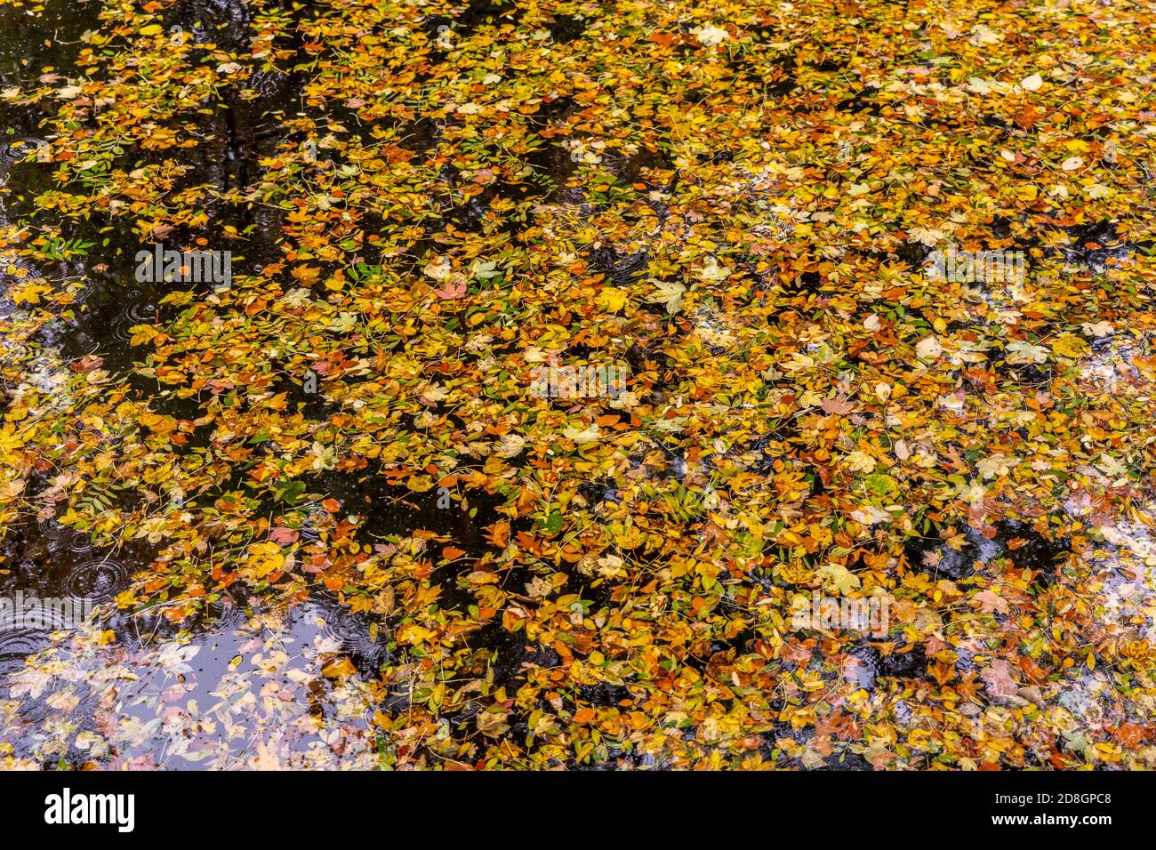 Bunte Blätter, Laub, im Herbst, schwimmen auf der Oberfläche eines Teichs, Regenwetter, Tropfen treffen auf die Wasserfläche, Stockfoto