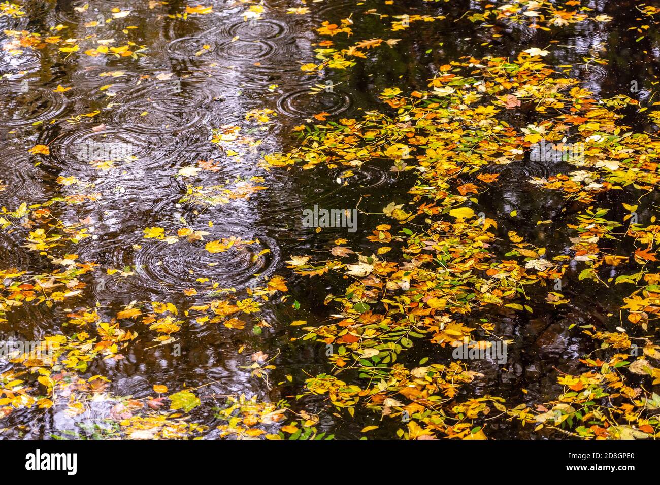 Bunte Blätter, Laub, im Herbst, schwimmen auf der Oberfläche eines Teichs, Regenwetter, Tropfen treffen auf die Wasserfläche, Stockfoto