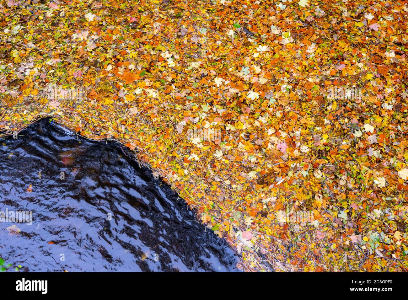 Bunte Blätter, Laub, im Herbst, schwimmen auf der Oberfläche eines Teichs, Regenwetter, Stockfoto