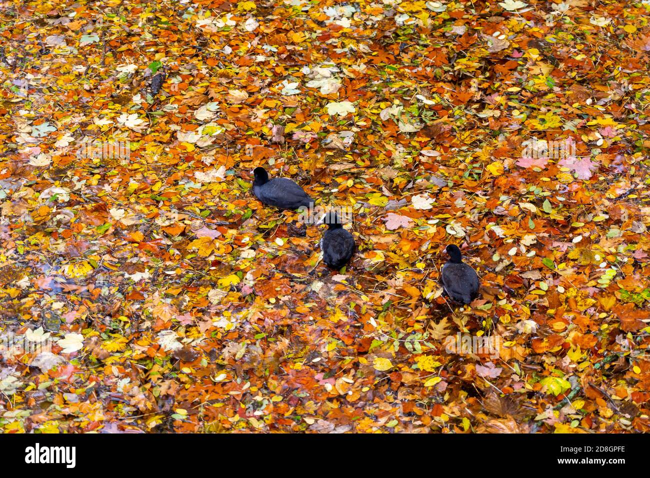 Bunte Blätter, Laub, im Herbst, schwimmen auf der Oberfläche eines Teichs, Regenwetter, Blässhühner schwimmen zwischen den Blättern, Stockfoto