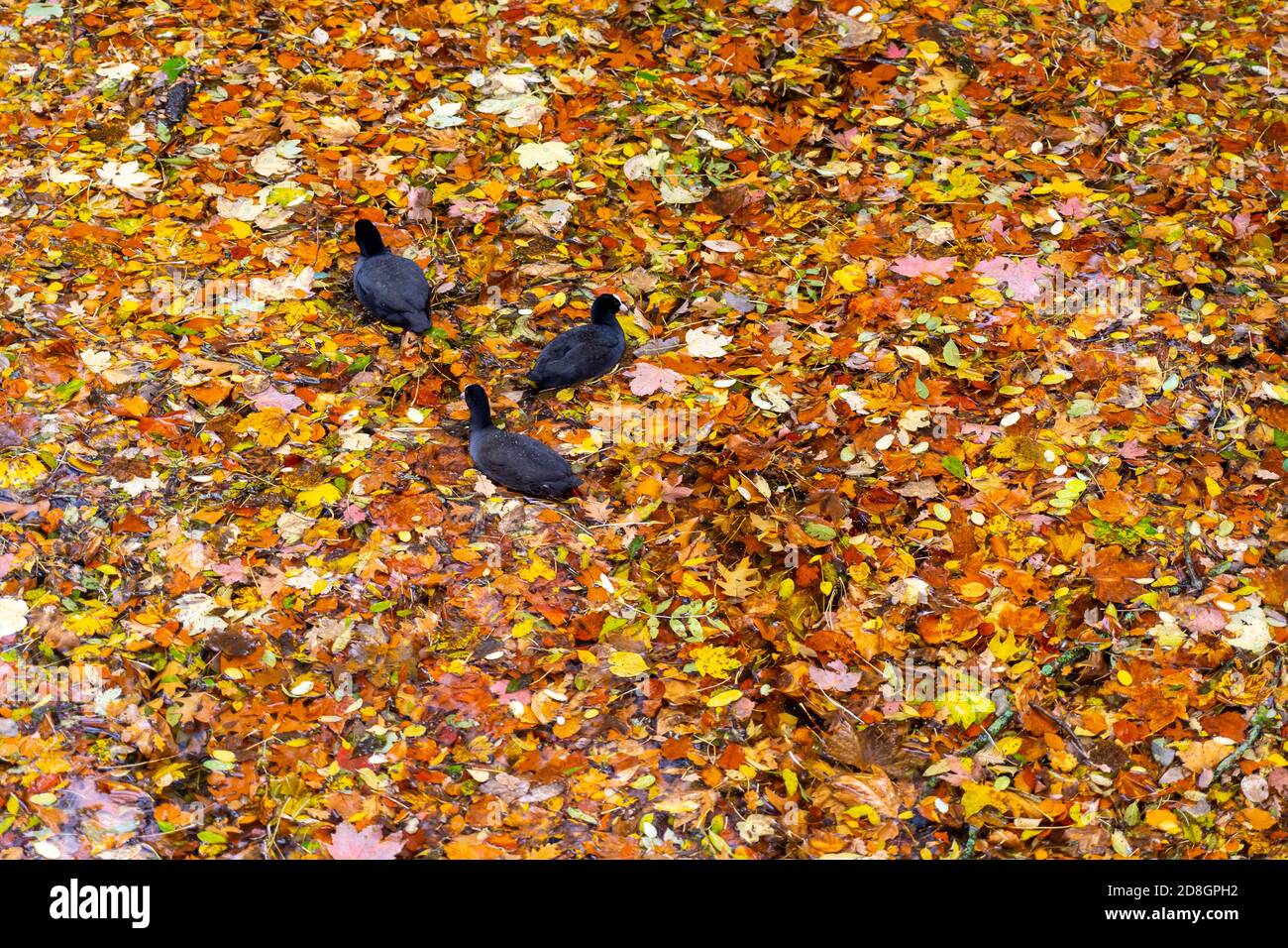 Bunte Blätter, Laub, im Herbst, schwimmen auf der Oberfläche eines Teichs, Regenwetter, Blässhühner schwimmen zwischen den Blättern, Stockfoto