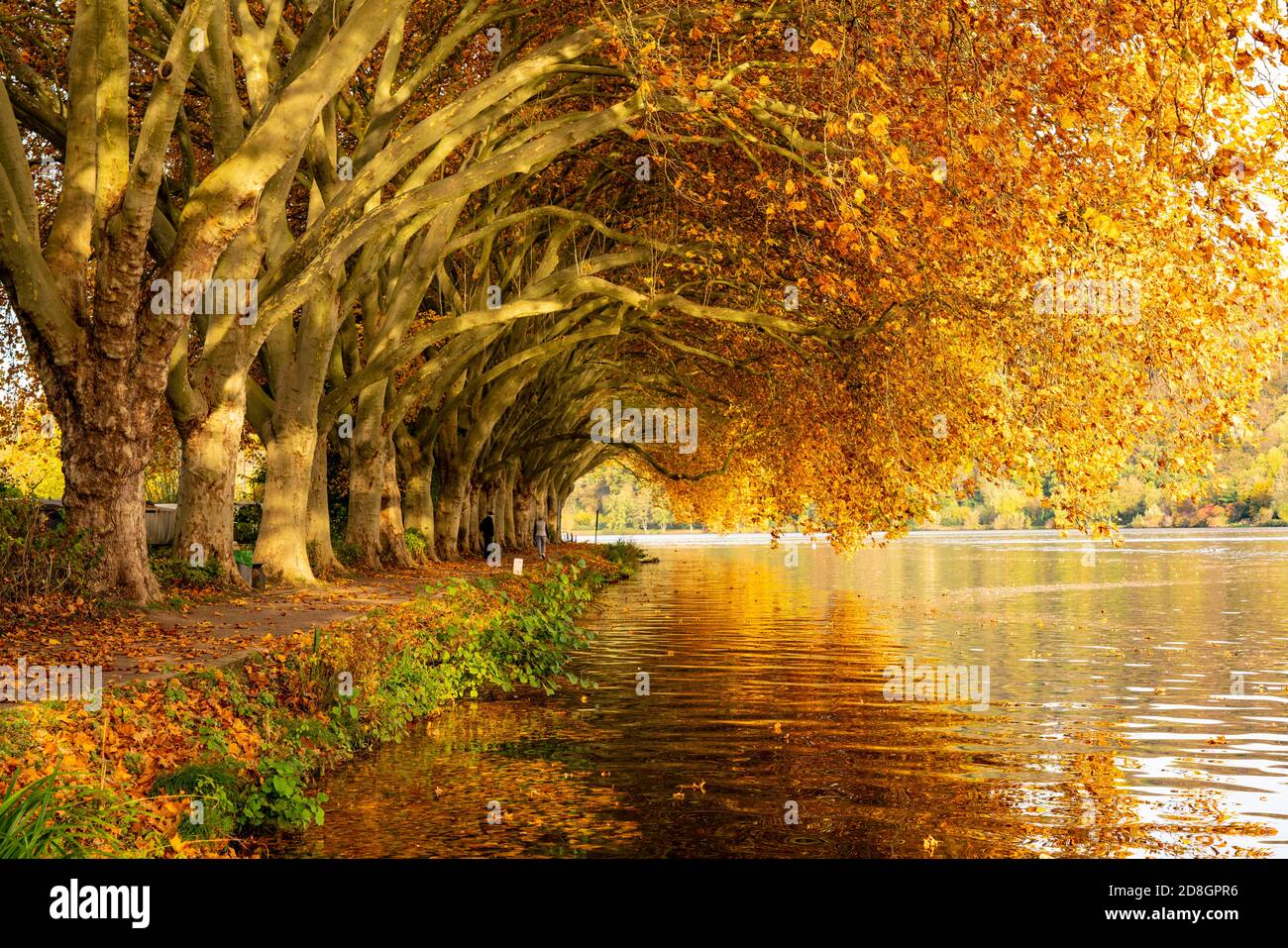 Plane Baumallee, Wanderweg am Ufer des Baldeneysees, ein Stausee der Ruhr, in Essen, Herbst, NRW, Deutschland, Stockfoto