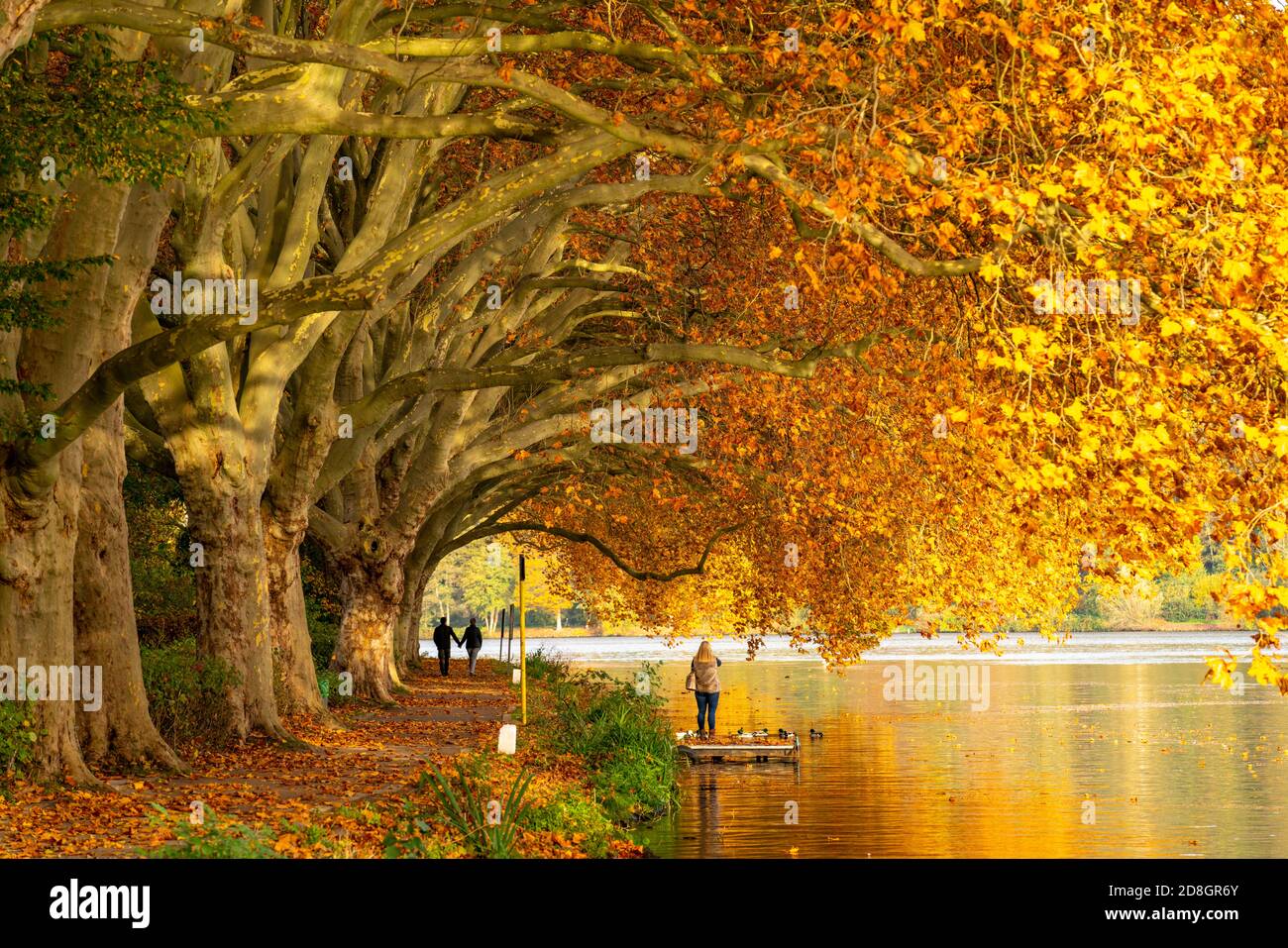 Plane Baumallee, Wanderweg am Ufer des Baldeneysees, ein Stausee der Ruhr, in Essen, Herbst, NRW, Deutschland, Stockfoto