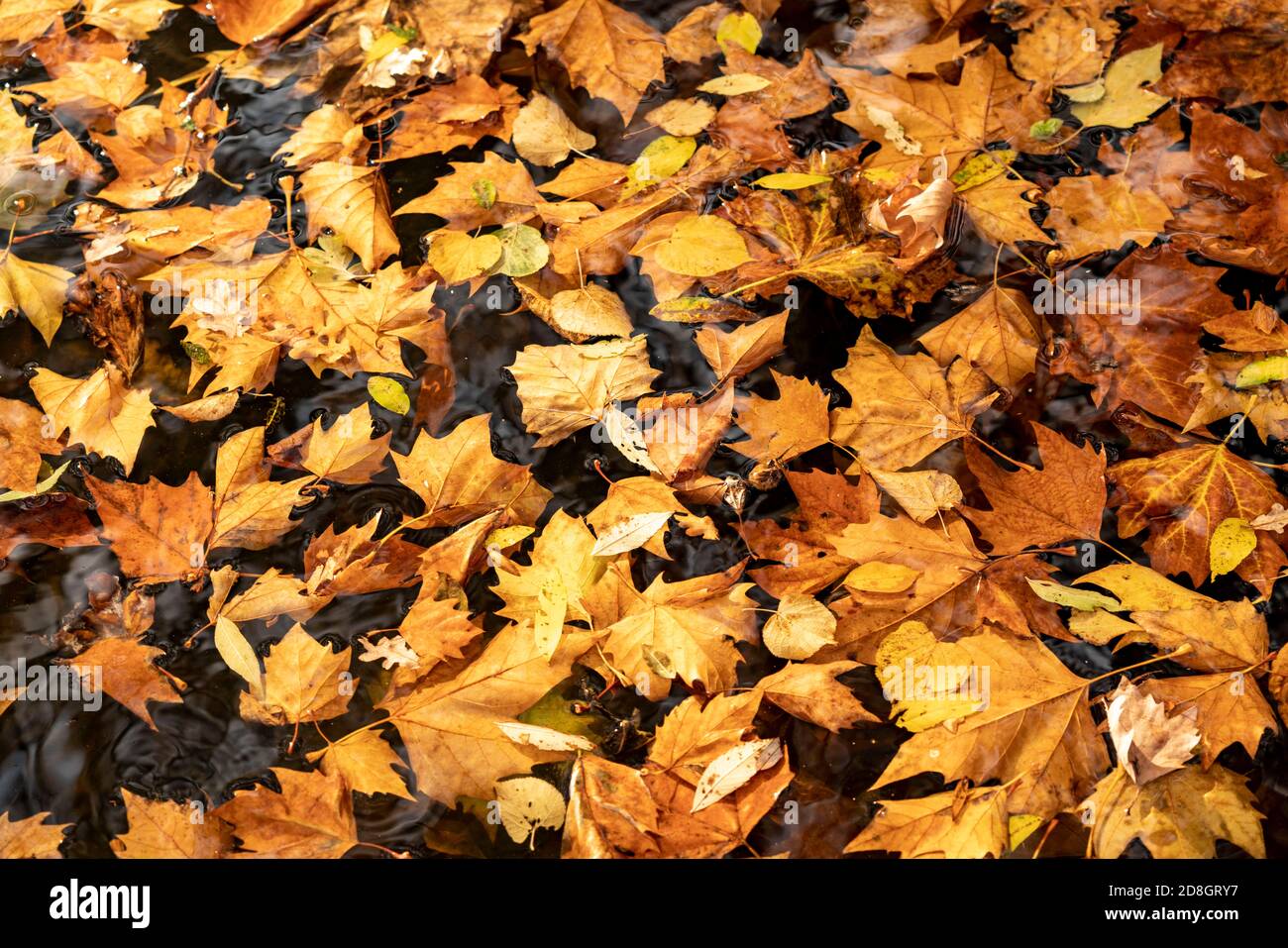 Bunte Blätter, Laub, im Herbst, schwimmend auf der Oberfläche eines Teiches, Stockfoto
