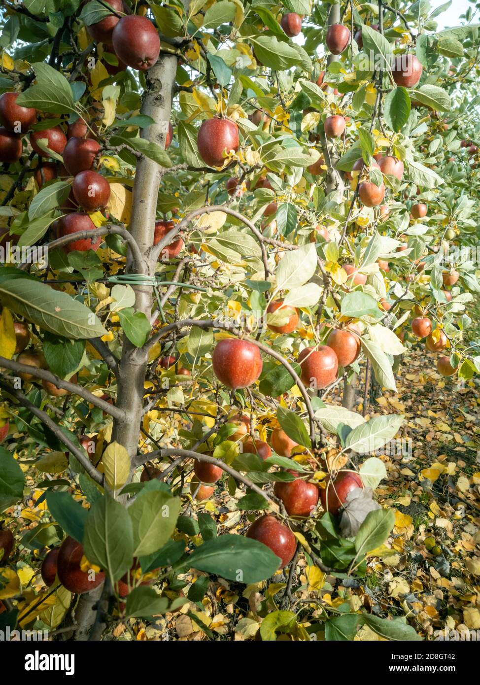 Apfelbäume in einem Obstgarten namens 'Altes Land' in der Nähe von Hamburg, Deutschland. Stockfoto