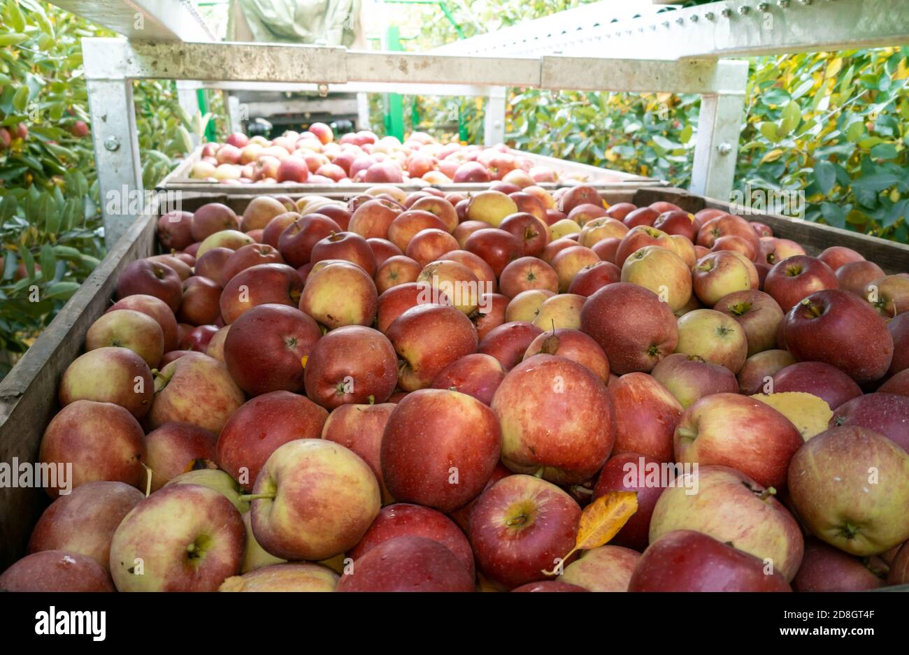 Eine Schachtel voller Äpfel in einem Obstgarten namens 'Altes Land' in der Nähe von Hamburg. Stockfoto