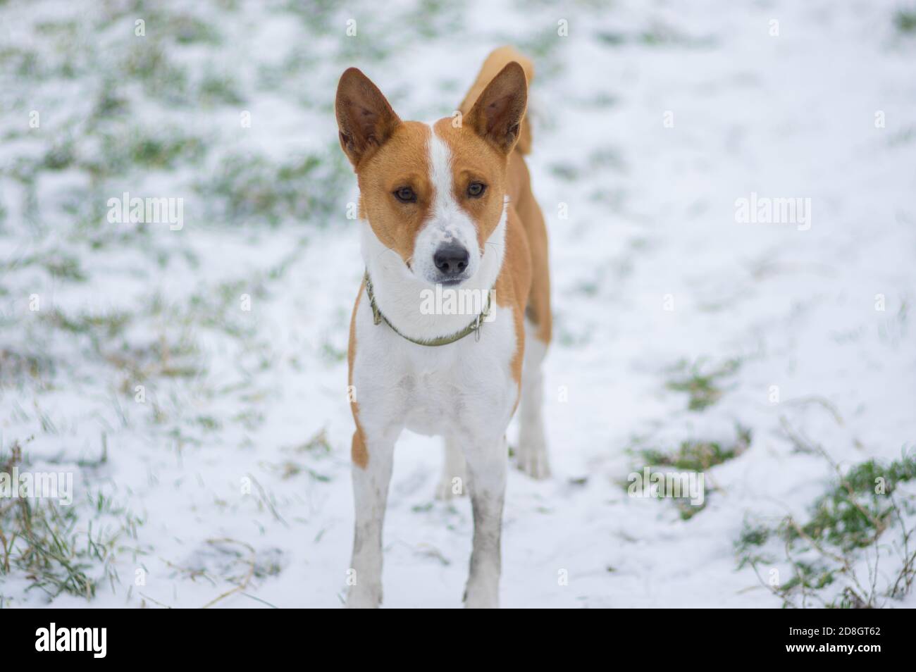 Schönes Outdoor-Porträt des tapferen Basenji Hund auf einem stehen Schneebedeckter Boden Stockfoto