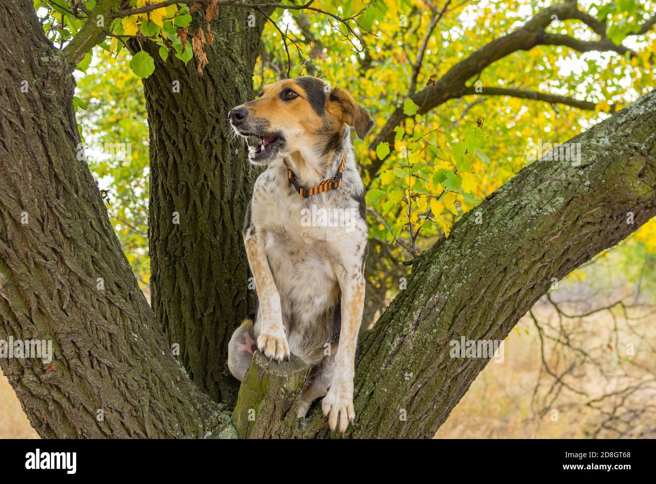 Mischlingshündin sitzt auf einem Baumzweig und fragt sich, wie cool der Ort des Hinterhalts ist. Stockfoto