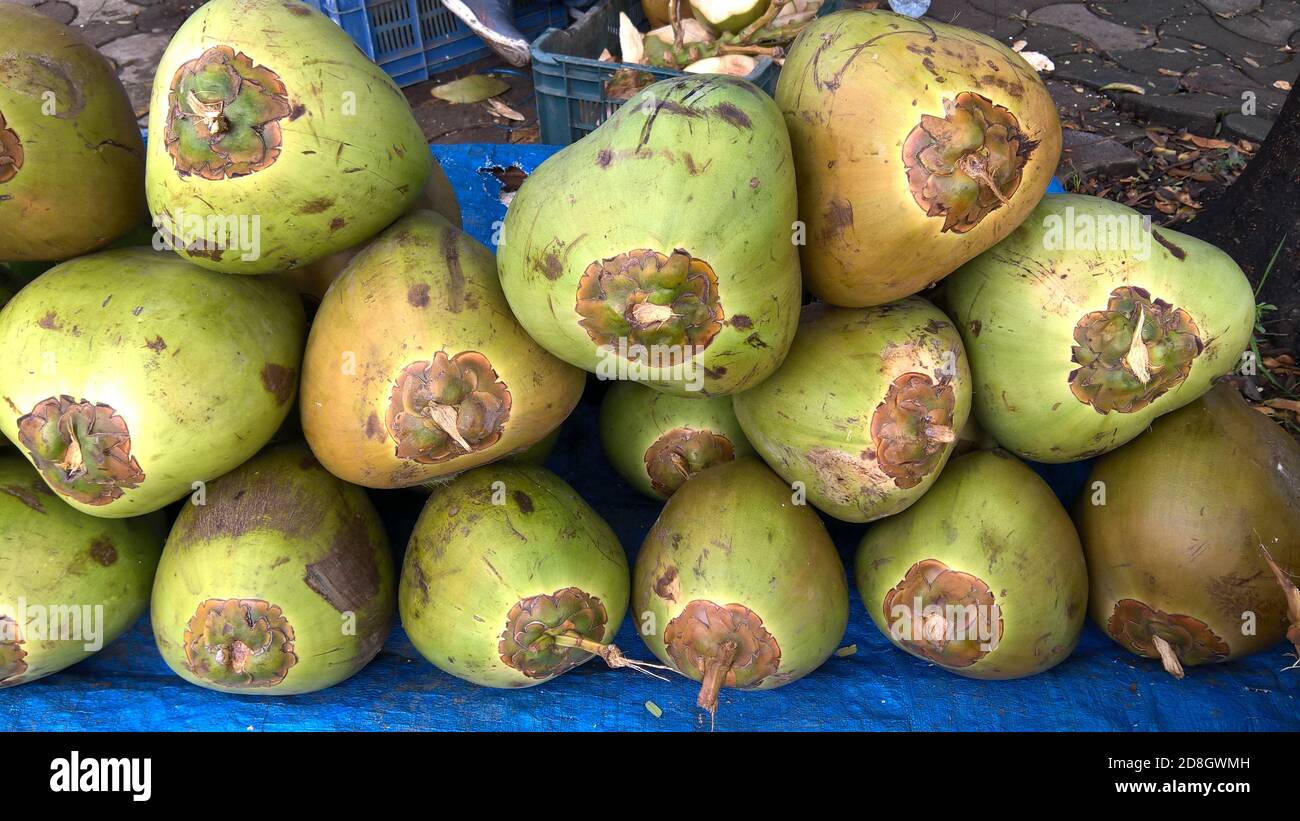 Landschaftlich schöner Blick auf frische grüne, zarte Kokosnüsse, Cocos nucifera ist ein Mitglied der Palmenfamilie Stockfoto