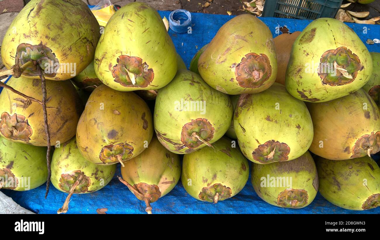 Landschaftlich schöner Blick auf frische grüne, zarte Kokosnüsse, Cocos nucifera ist ein Mitglied der Palmenfamilie Stockfoto