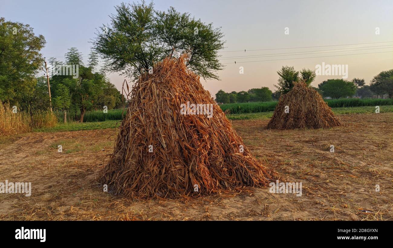 Trockenes Hirsefutter für Haustiere. Stapel von unbearbeiteten Perlhirse in einem Korb in indischen Feld während der Ernte Stockfoto