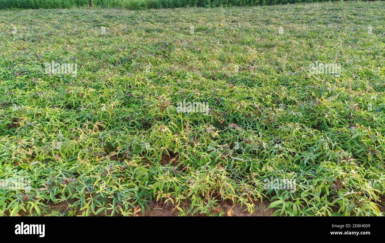 Anbau von Bio-Süßkartoffeln. Ökologischer Landbau Stockfoto