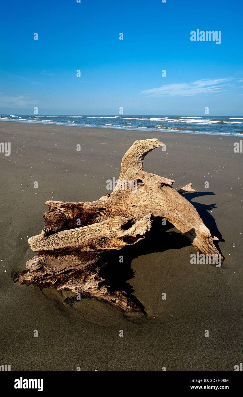 Boccasette (RO), Po River Delta, Italien, ein Baumstamm, der vom Meer am Strand getragen wird Stockfoto