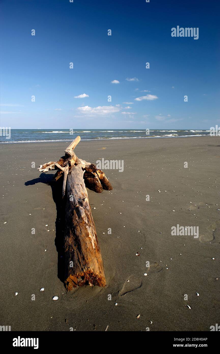 Boccasette (RO), Po River Delta, Italien, ein Baumstamm, der vom Meer am Strand getragen wird Stockfoto