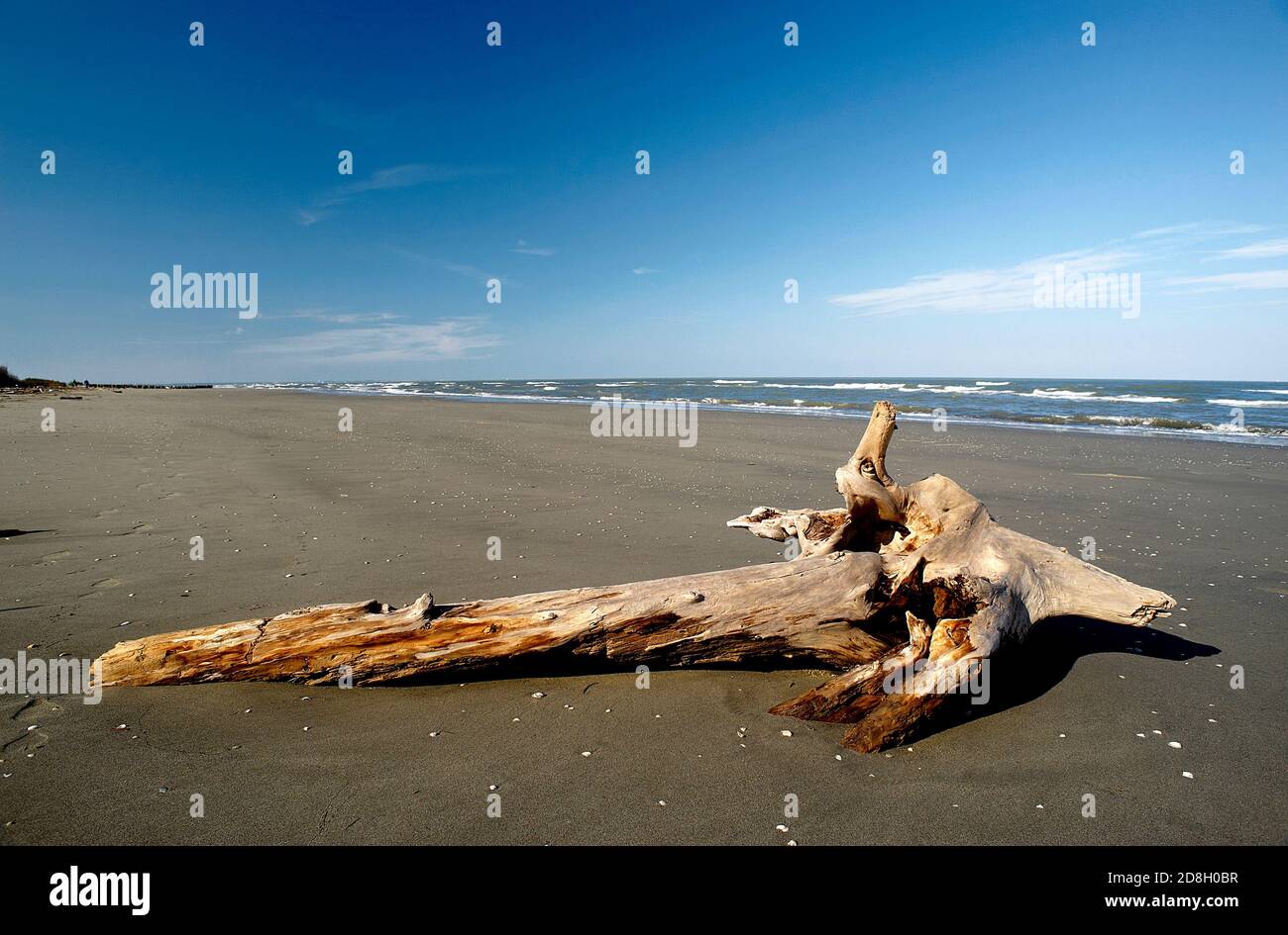 Boccasette (RO), Po River Delta, Italien, ein Baumstamm, der vom Meer am Strand getragen wird Stockfoto