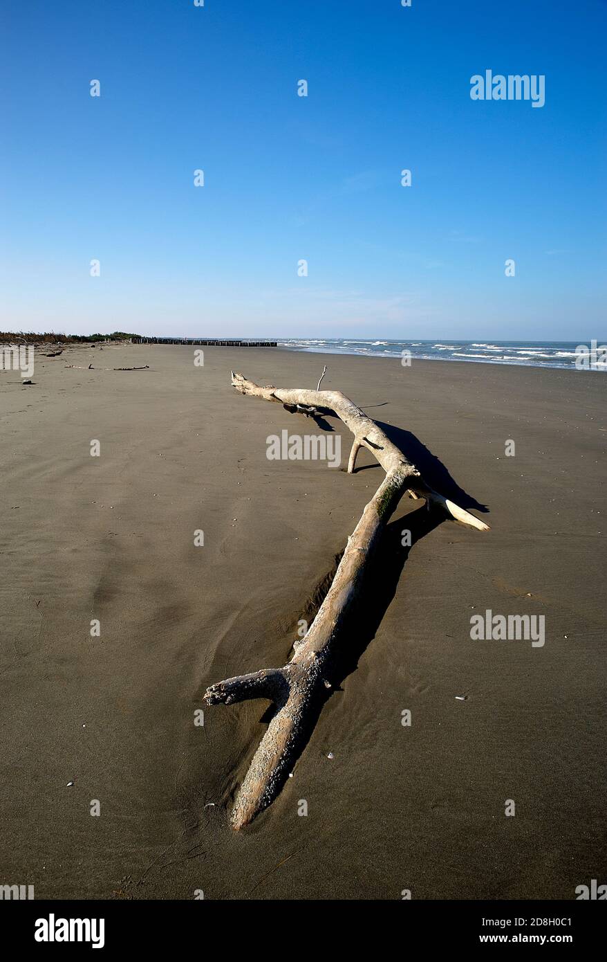 Boccasette (RO), Po River Delta, Italien, ein Baumstamm, der vom Meer am Strand getragen wird Stockfoto