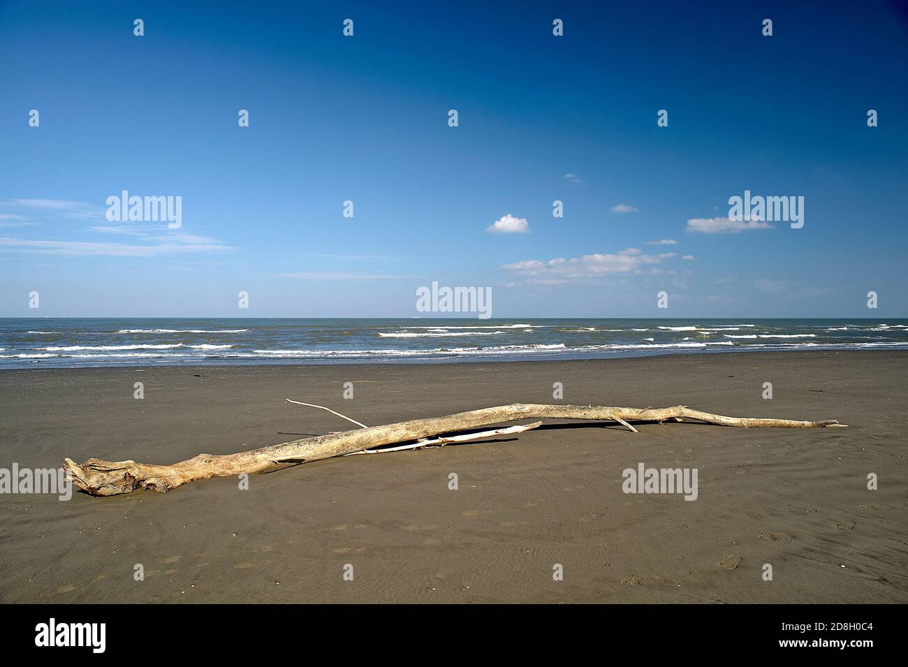 Boccasette (RO), Po River Delta, Italien, ein Baumstamm, der vom Meer am Strand getragen wird Stockfoto