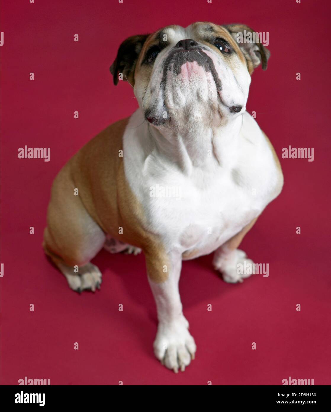 Porträt einer englischen Bulldogge auf rotem Hintergrund Stockfoto