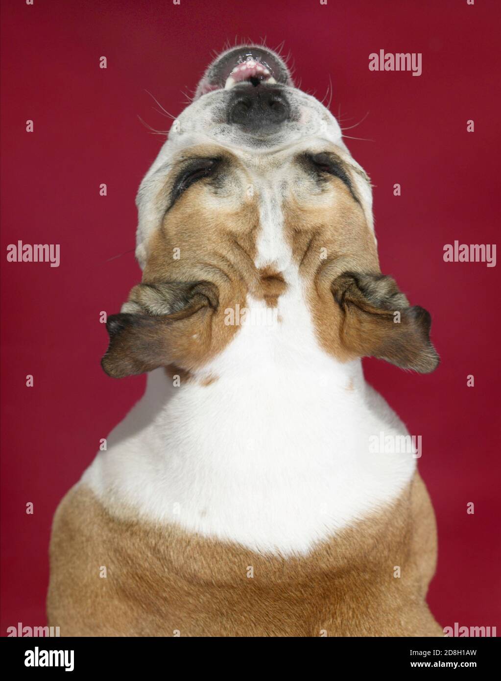 Porträt einer englischen Bulldogge von oben auf einem fotografiert Roter Hintergrund Stockfoto