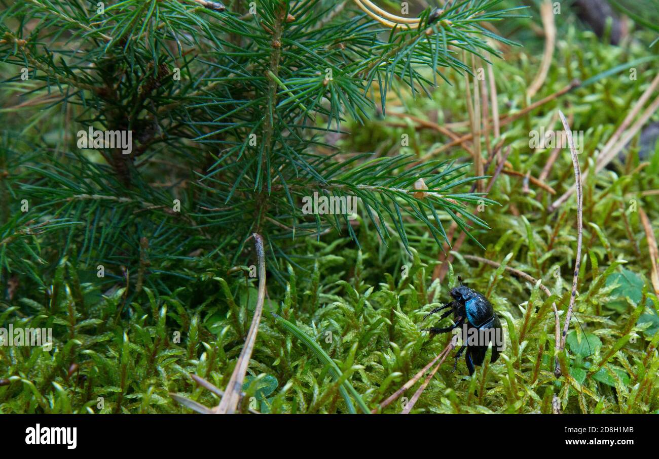 dor Käfer, Geotrupes stercorosus unter Moos. Dora Käfer, Geotrupes stercorosus unter dem Moos. Blauer und schwarzer Käfer im Wald Stockfoto