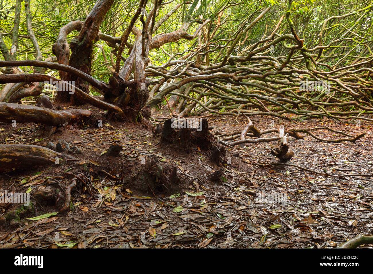 Verworrene Rhododendronbäume bilden eine Lichtung in alten Wäldern. Stockfoto
