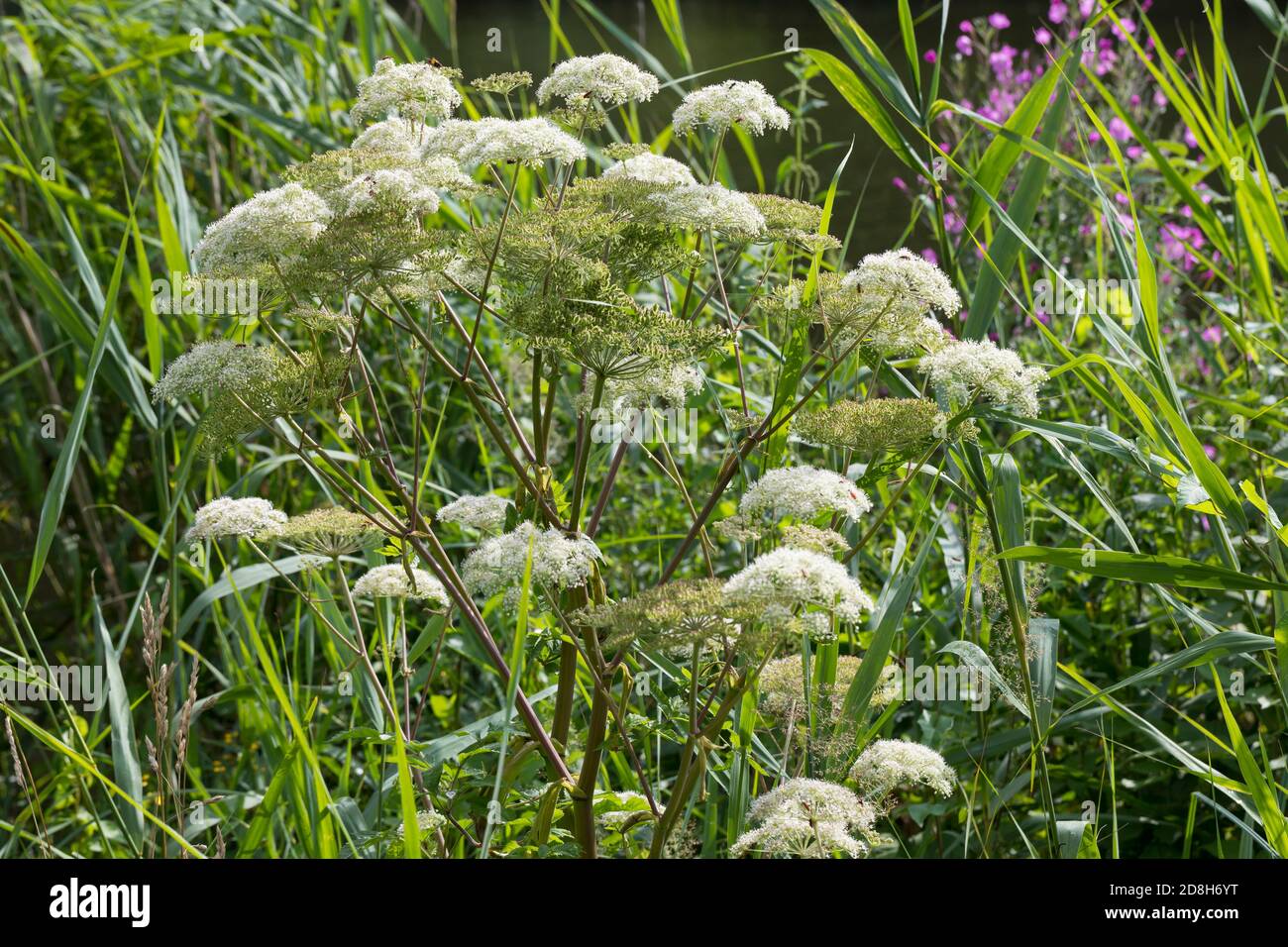 Gewöhnliche Wald-Engelwurz, Waldengelwurz, Engelwurz, Angelica sylvestris, Wild Angelica, L'angélique des bois, L'angélique sauvage, L'angélique sylve Stockfoto