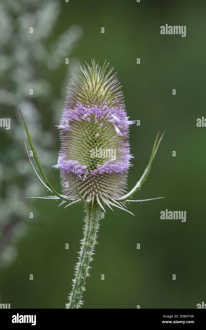 Wilde Karde, Karde, Karden, Blüten, Blüten, Dipsacus fullonum, Dipsacus sylvestris, Fuller's Teel, Wildteelöffel, Teelöffel, gemeinsamer Teelöffel, La Cardère sau Stockfoto