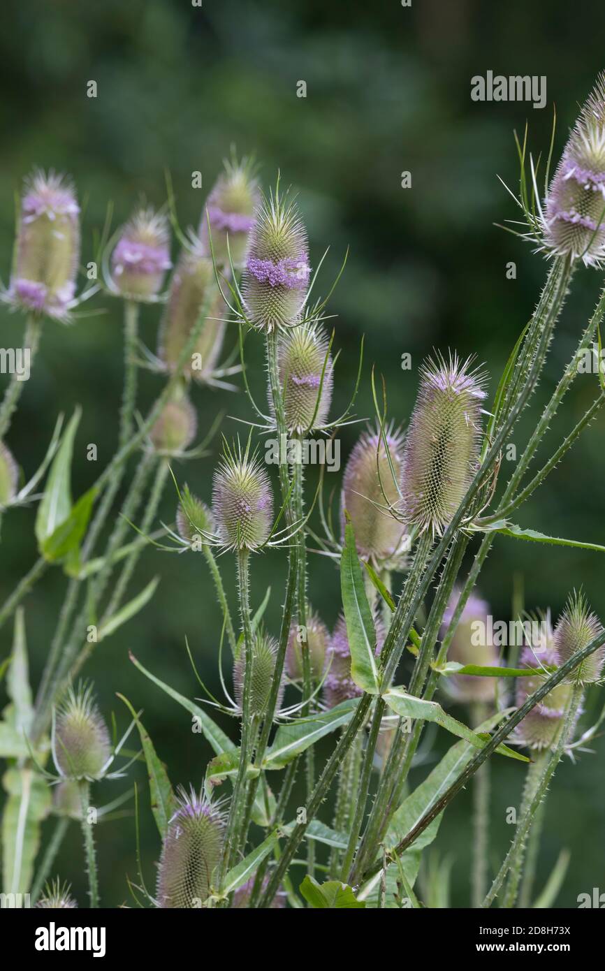 Wilde Karde, Karde, Karden, Blüten, Blüten, Dipsacus fullonum, Dipsacus sylvestris, Fuller's Teel, Wildteelöffel, Teelöffel, gemeinsamer Teelöffel, La Cardère sau Stockfoto